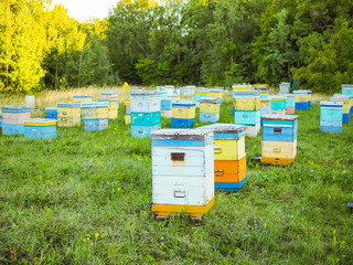 Hives in an apiary with bees flying to the landing boards. Apiculture.