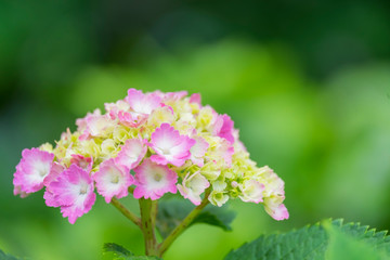 Hydrangea flower