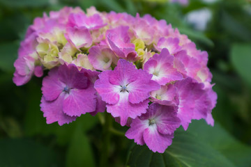 Obraz premium Hydrangea flower
