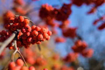 Red rowan berries on rowan tree branches in autumn garden at sunny day, copy space