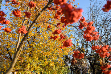 Red rowan berries on rowan tree branches in autumn garden at sunny day, copy space