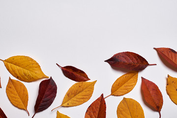Autumn composition. Frame made of yellow and red leaves on white background. Fall concept. Autumn thanksgiving texture. Flat lay, top view, copy space