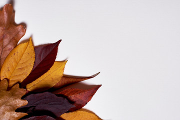 Autumn composition. Frame made of dried yellow and red leaves on white background. Fall concept. Autumn thanksgiving texture. Flat lay, top view, copy space