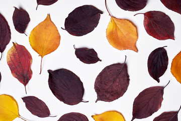 Autumn composition. Frame made of autumn leaves on white background. Fall concept. Autumn thanksgiving texture. Flat lay, top view, copy space