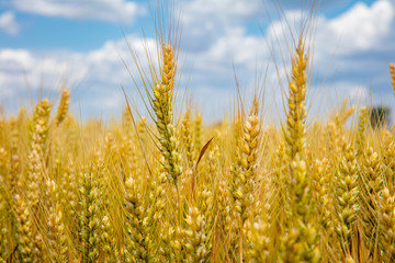 The wheat fields are under the blue sky and white clouds