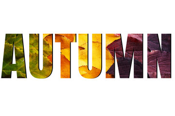 Autumn sign isolated on white background, ads. Autumn sale banner with green, yellow and red leaves. Fall concept