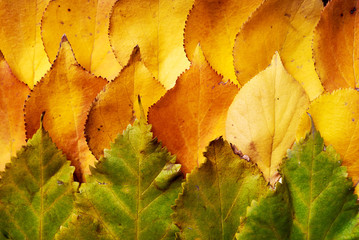Autumn composition. Background made of green and yellow red leaves. Fall concept. Autumn thanksgiving texture. Flat lay, top view, copy space