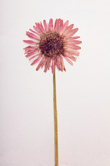 A dried pressed gerber against with white paper background