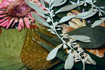 Pressed and dried gerber spring summer autumn flowers on a white background