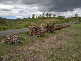 Fototapeta na wymiar Wood bundles for sale on heating. Southern Ethiopia