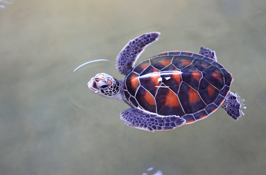 Sea turtle swimming in nursery pool at breeding center.