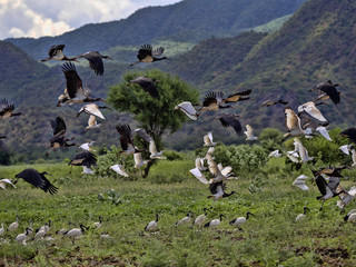 Flying flock of different bird species: White-bellied Stork, Ciconia abdimii