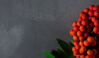 Gorgeous, beautiful, bright red rowan branch with green leaves on a dark concrete background. Macro shot of a flowering mountain ash.