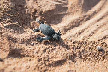 Baby turtle on sandy beach