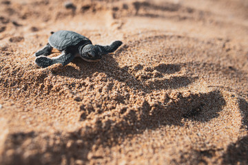 Baby turtle on sandy beach