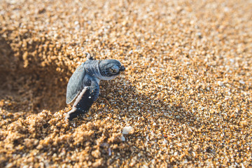Baby turtle climbing out of footprint on beach