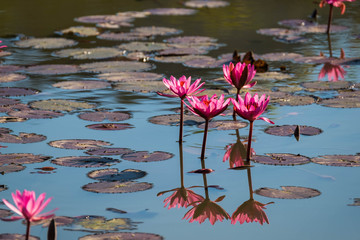 Water lily