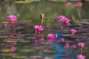 Water lily