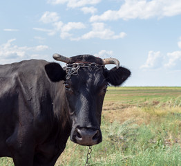 black cow grazes in the field, farm