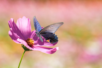 Sunflower and blue butterfly with nice light
