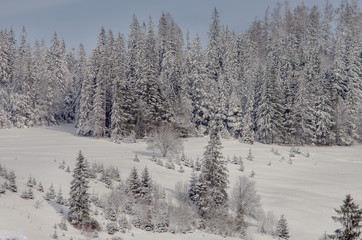 Snow-covered trees in the mountain region