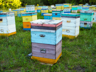 Hives in an apiary with bees flying to the landing boards. Apiculture.