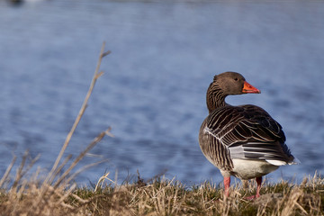 Greylag goose