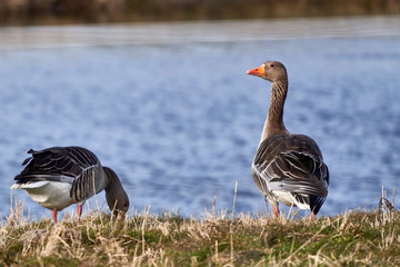 Greylag goose