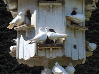 White doves showing courtship behaviour in a wooden dovecote 