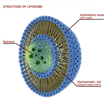Structure of liposome, 