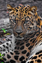 head of a leopard (Far Eastern leopard) close-up, an attentive look of a predatory cat.