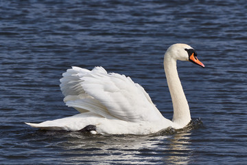 Naklejka premium Mute swan