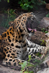A leopard roar (Far Eastern leopard) lies in the gloom on the ground and growls, opening a huge mouth with large fangs,