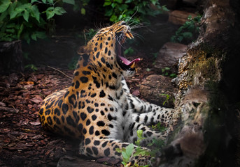 A leopard roar (Far Eastern leopard) lies in the gloom on the ground and growls, opening a huge...