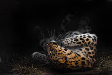 Leopard imposingly rolls on vacation. The Far Eastern leopard lies beautifully on a sleeping bed enjoying its rest, abeautiful stylish cat.