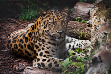Fototapeta na wymiar Leopard (Far Eastern leopard) imposingly lies in the twilight on the ground and looks at you, a beautiful predatory cat on vacation