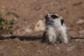 A watchful  peppy meerkat (Timon) on a sandy desert background is watching closely.
