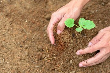 The man Plant The Sapling to soil