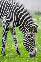 Fototapeta na wymiar zebra grazes on bright green grass, a peppy plump striped horse closeup.