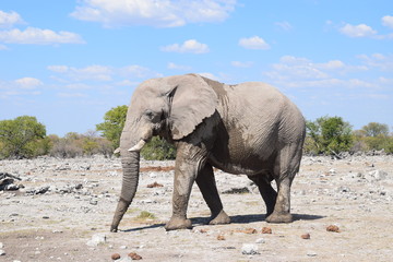 Fototapeta premium wild african elephant in the desert