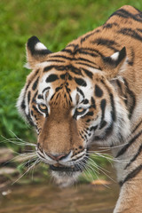 Tiger face close-up, brightly big cat on a background of emerald grass.