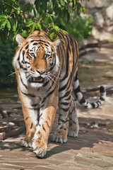 tiger is walking , a bright red-haired big cat on a background of emerald grass and stones