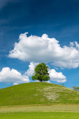 lone Tilia Tree on Hill in Eggiswil, Emmental