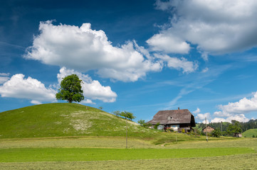 Obraz premium lone Tilia Tree on Hill with a farm house in Eggiswil, Emmental