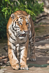 Fototapeta na wymiar tiger is walking , a bright red-haired big cat on a background of emerald grass and stones