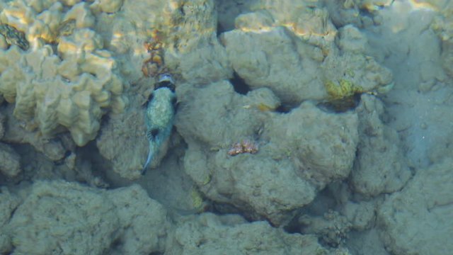 Closeup view of bright colorful tropical fish swimming underwater in Red sea of Egypt, Sharm el Sheikh. Real time full hd video footage.