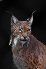 Severe skinny lynx on a dark background, a large cat in the summer with red hair close-up of the eyes and tassels on the ears.