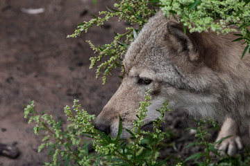 Naklejka na ściany i meble Head (muzzle) peeps out closeup. she-wolf (female wolf) against the background of summer greenery.