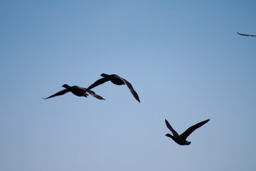 ducks 