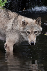 A she-wolf bathes in a pond.